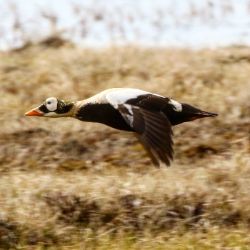 Spectacled Eider by Jim Guyton